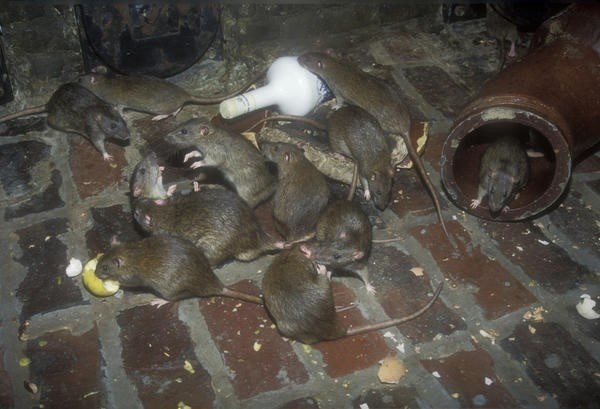 Линейка препаратов от мышей и крыс: состав и формат выпуска