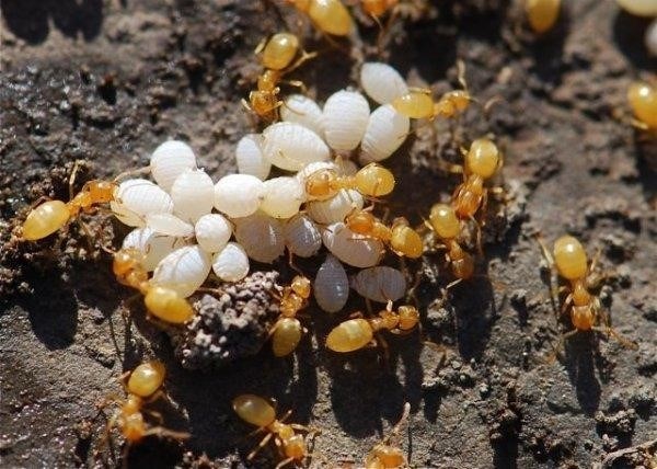 Желтые муравьи на огороде и в квартире: фото