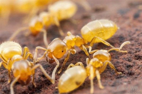 Описание жёлтого земляного муравья