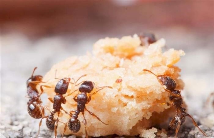Где найти корм для муравьев?