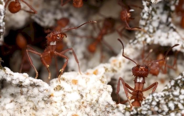 Условия содержания муравьев