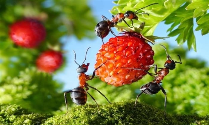 Какие продукты могут быть вредными для муравьев в домашних условиях?