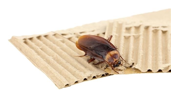 Сладкие запахи: магнит для насекомых и польза в повседневной жизни