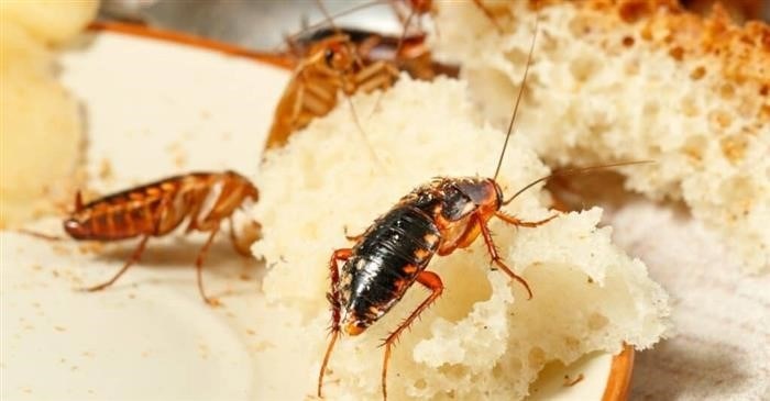 Естественные методы отпугивания тараканов