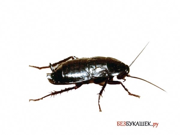 Профилактика эффективнее лечения: как избежать появления маленьких черных тараканов в квартире