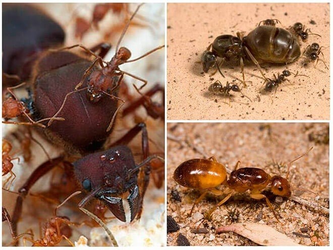 Какая роль матки среди видов домашних муравьев?