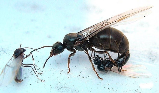 Матка домашних муравьев – описание