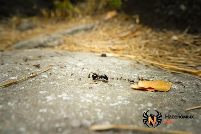 Где найти матку домашних муравьев?