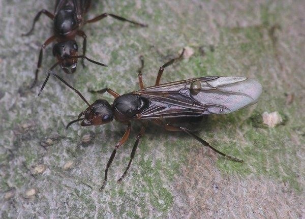 Развитие и размножение муравьев