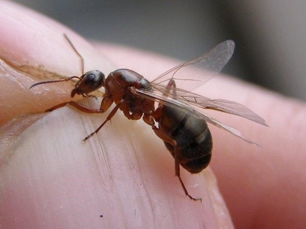 Как выглядит матка домашнего муравья