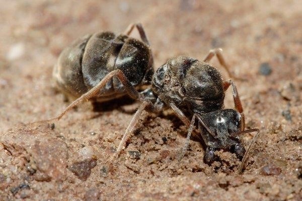 Сколько живут муравьи после появления на свет?
