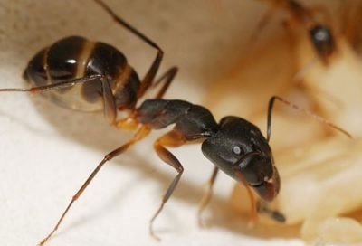 Главные причины смерти матки муравьев