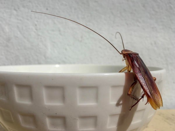 Мелки и гели: устранение тараканов с помощью эффективных средств