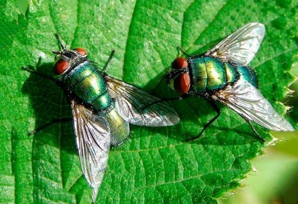 Почему мухи трут лапки и голову?