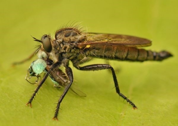 Причины трения лапок у мух