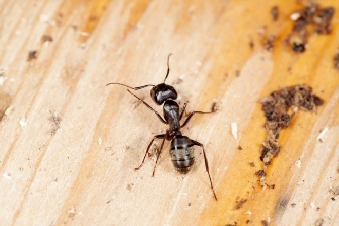 Сколько конечностей у муравья