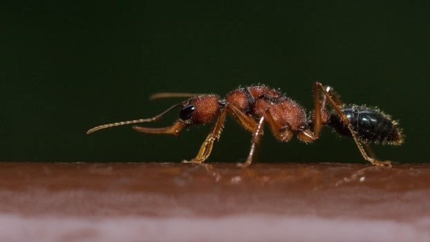 Продолжительность жизни матки муравьев 