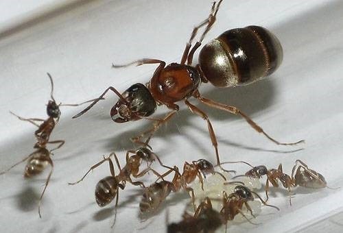 Размножение и расселение домашних муравьев