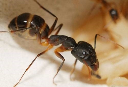 Роль матки в спектакле жизни муравьев
