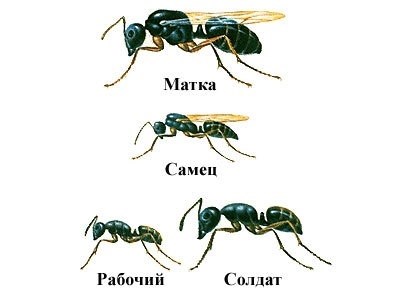 Как живут муравьи в муравейнике