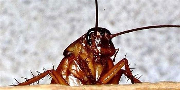 Как избавиться от тараканов: действенные способы