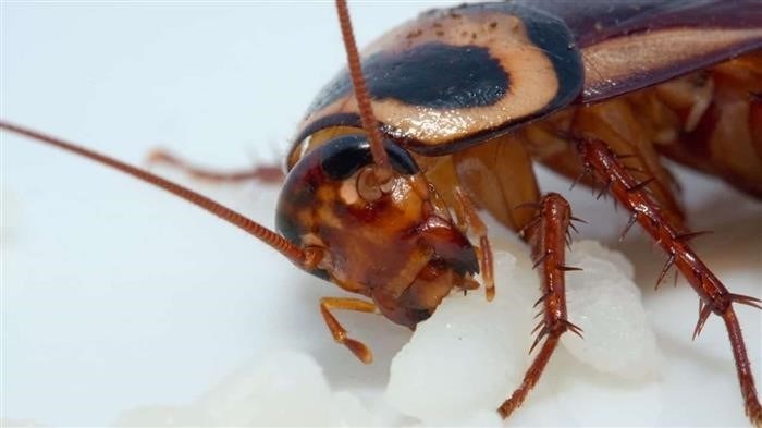 Мифы об укусах тараканов