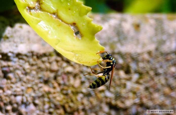Тропический муравей-пуля (Paraponera clavata): описание и важность для экосистемы