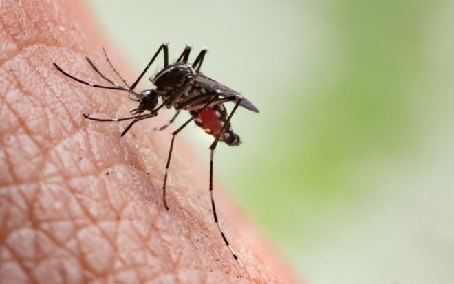 Чем самка комара отличается от самца?