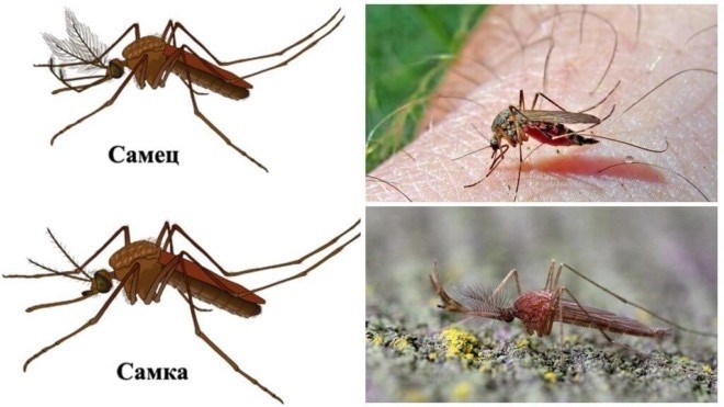 Самец и самка комара обыкновенного – внешние отличия