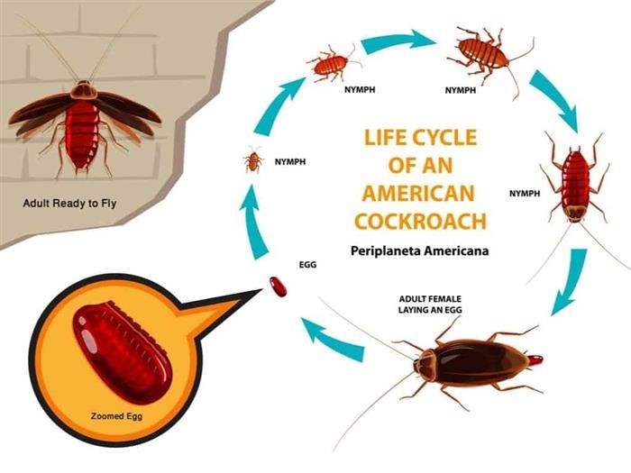 Nymphs: Младшие тараканы