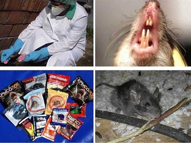 Чем опасно соседство крыс для человека?
