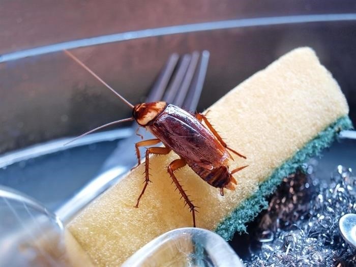 Почему тараканы так любят квартиры