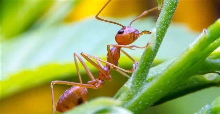 Сравнение продолжительности жизни самцов и самок муравьев