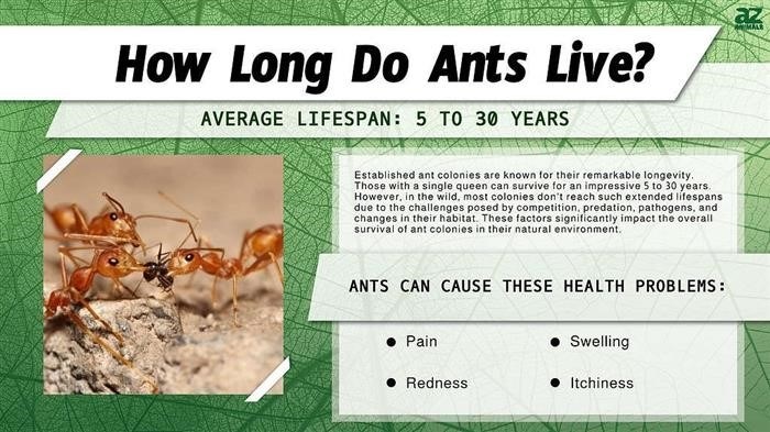 Как долго живут муравьи?