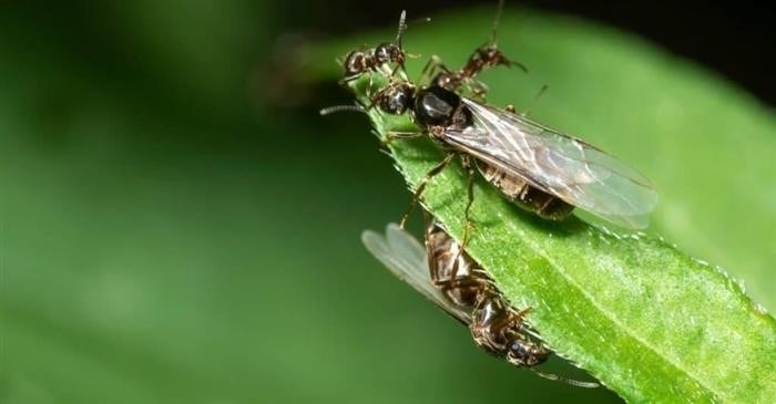 Сравнение продолжительности жизни муравьев и пауков