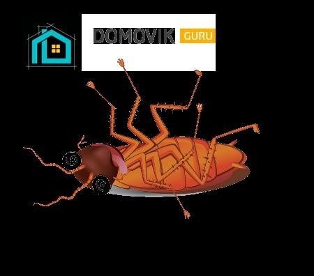 Сколько вообще живут тараканы