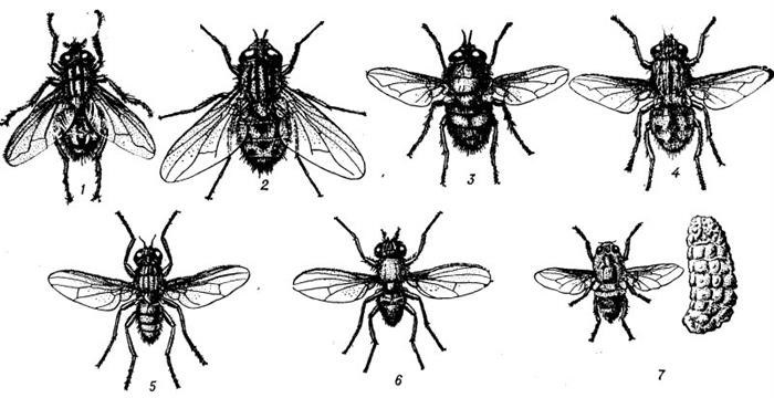 Жизненный цикл и особенности стадий развития мухи