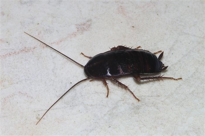 Florida Woods Cockroach: описание, характеристики, опасность