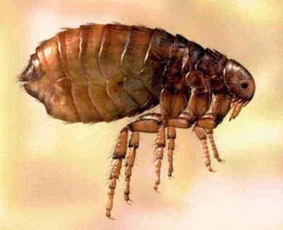 Земляные блохи: описание и принадлежность насекомого