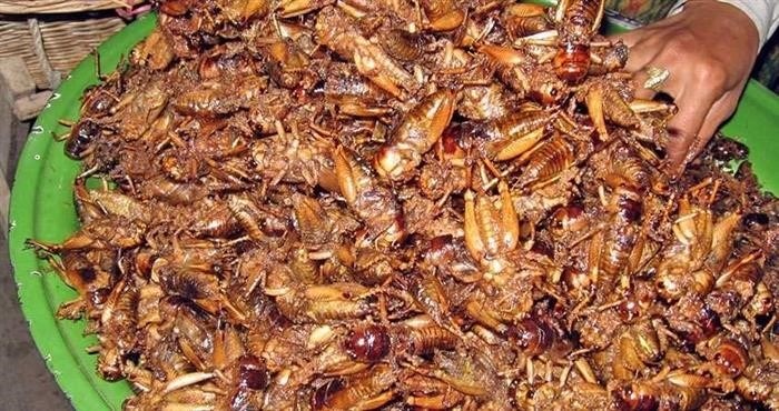 Кто питается тараканами в природе?