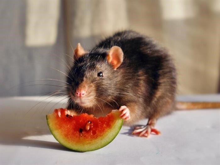 Отличия во внешнем виде мыши и крысы