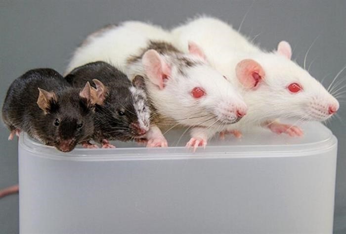 Отличия в питании между мышами и крысами