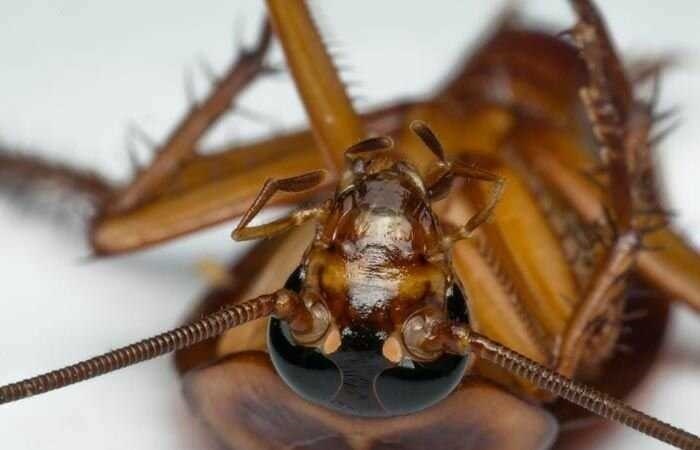 Что такое дуст от тараканов?