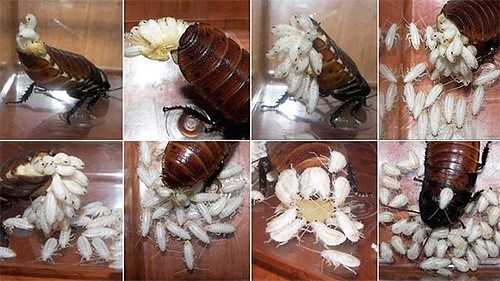 Образ жизни мадагаскарского таракана