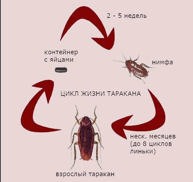Разновидности черных тараканов