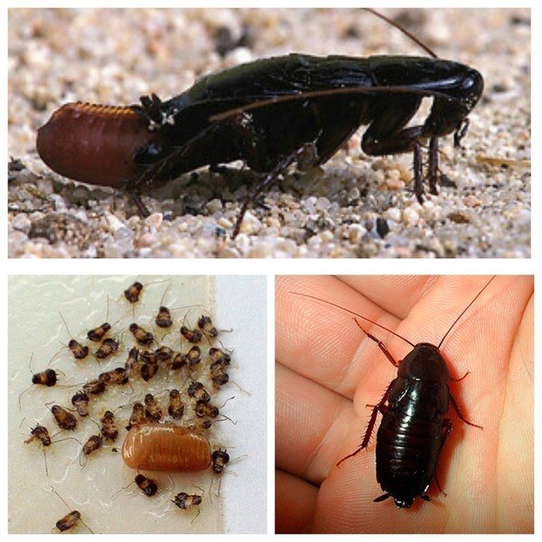 Чем опасны черные тараканы?