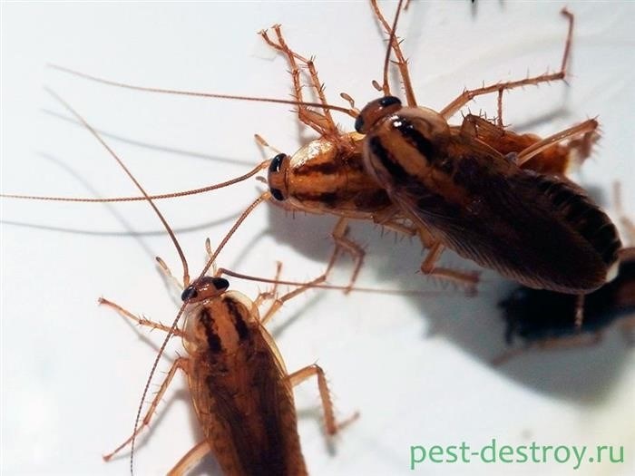 Характерные признаки домашних тараканов