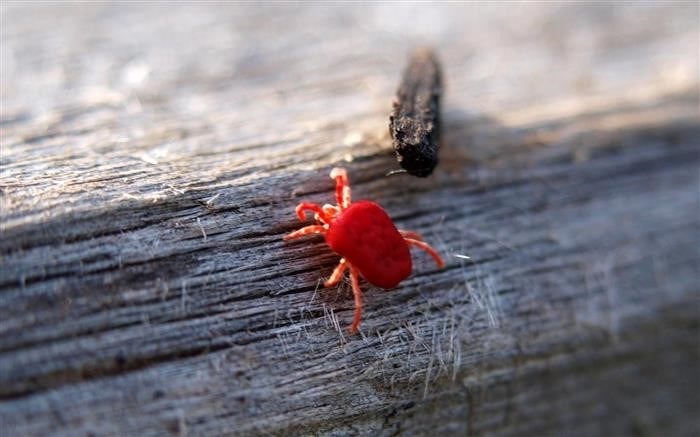 Как обнаружить маленьких красных насекомых в кровати