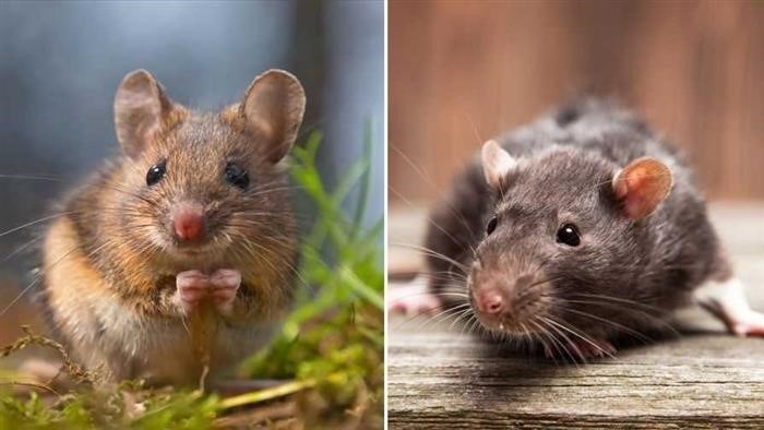 Крыса и мышь: кто является более опасным вредителем?