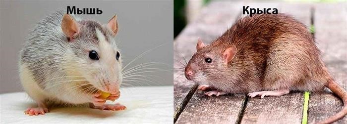 Размеры и физические характеристики крысы и мыши